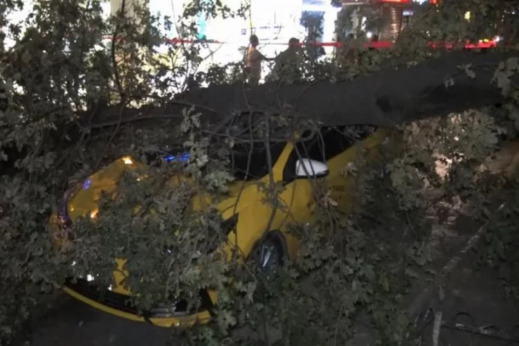 193 yıllık ağaç taksi durağına devrildi, 2 taksi ağacın altında kaldı