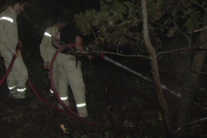 Pendik'te ormanlık alanda yangın