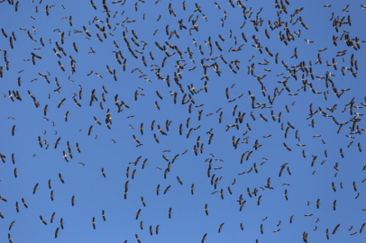 Bursa'da Leyleklerin göç yolculuğu...