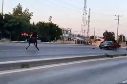 Bursa'da başıboş at otomobile çarptı