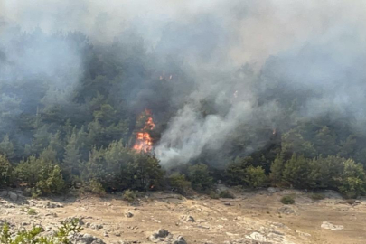 Çan’da orman yangını