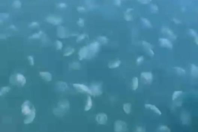 Gemlik'te deniz anası istilası