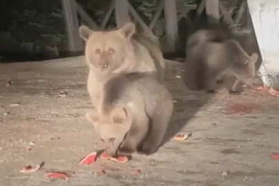 Uludağ'da aç kalan ayılar dükkanları talan etti