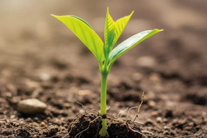 BUSADER’den ağaçlandırma hamlesi: 50 bin fidan için kollar sıvandı