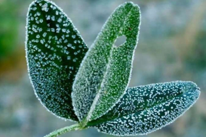 Zirai dondan etkilenen üreticilere 707 milyon TL destek