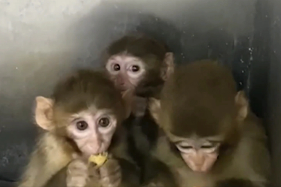 Bursa’da üç makak maymunu koruma altında