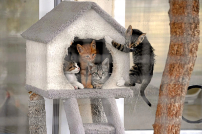 Can dostların kalbi Bursa Osmangazi'de atıyor