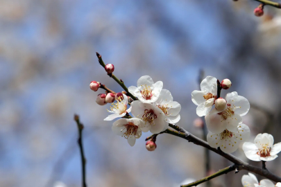 İlk cemre ne zaman düşecek?