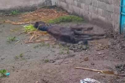 Yavru atı bıraktığı yerde gördüğü manzara sonrası depresyona girdi