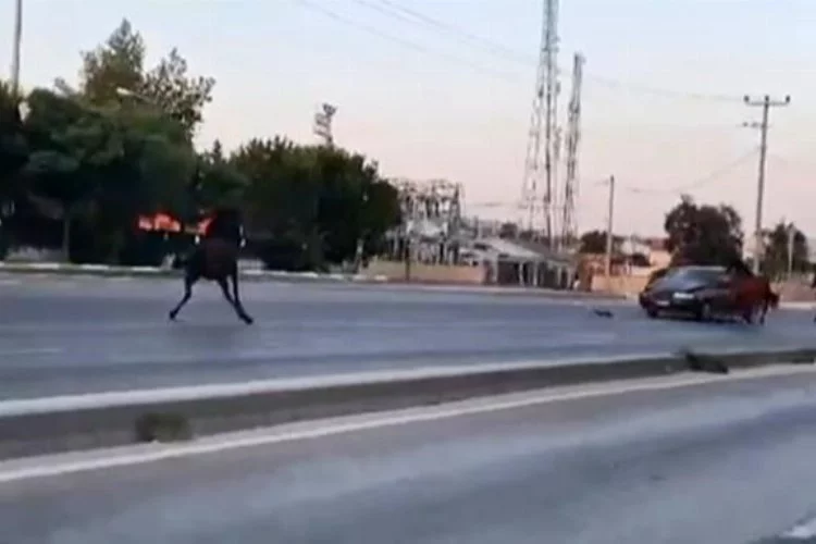 Bursa'da başıboş at otomobile çarptı