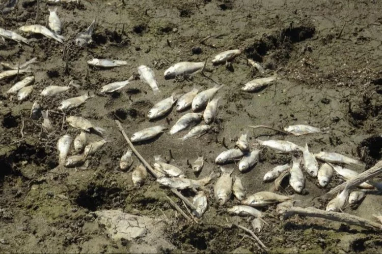 Bursa'da Kocasu Deresi'nde balık ölümleri korkuttu!