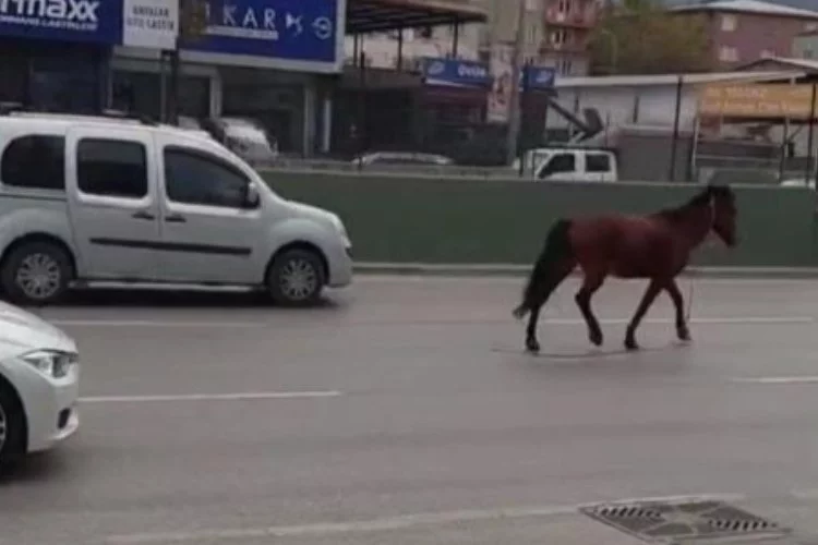 Bursa'da tehlikeli başıboş at olayı